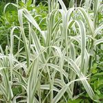 Prydplanter Giganten Reed frokostblandinger, Arundo Donax flerfarget Bilde, beskrivelse og dyrking, voksende og kjennetegn