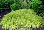 Ornamental Plants Hakone Grass, Japanese Forest Grass cereals, Hakonechloa multicolor Photo, description and cultivation, growing and characteristics