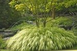 Ornamental Plants Hakone Grass, Japanese Forest Grass cereals, Hakonechloa light green Photo, description and cultivation, growing and characteristics