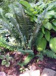 dark green  Hard shield fern, Soft shield fern characteristics and Photo