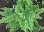 観賞植物 ハードシールドシダ、ソフトシールドシダ, Polystichum 緑色 フォト, 説明 と 栽培, 成長 と 特性