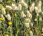 light green Cereals Hare's Tail Grass, Bunny Tails characteristics and Photo