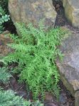 観賞植物 干し草の香りのシダ, Dennstaedtia 緑色 フォト, 説明 と 栽培, 成長 と 特性