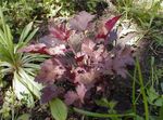 burgundy,claret Leafy Ornamentals Heuchera, Coral flower, Coral Bells, Alumroot characteristics and Photo