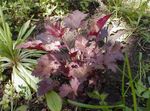 burgúine, claret Ornamentals Leafy Heuchera, Bláth Choiréil, Cloig Choiréil, Alumroot saintréithe agus Photo