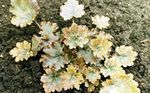 Ornamental Plants Heuchera, Coral flower, Coral Bells, Alumroot leafy ornamentals yellow Photo, description and cultivation, growing and characteristics