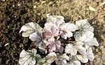 Ornamental Plants Heuchera, Coral flower, Coral Bells, Alumroot leafy ornamentals silvery Photo, description and cultivation, growing and characteristics
