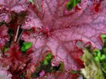 rot Dekorative-Laub Heuchera, Korallenrote Blumen, Korallen Glocken, Alumroot Merkmale und Foto