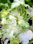 ホワイト 緑豊かな観葉植物 Heuchera、珊瑚花、サンゴの鐘、ミョウバンルート 特性 と フォト