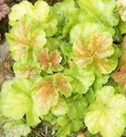 svetlo-zelena Okrasna Listnata Heuchera, Koral Cvet, Koral Zvonci, Alumroot značilnosti in fotografija