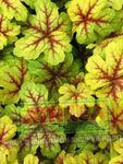Plantas Ornamentais Heucherella, Sinos Espumosos plantas ornamentais folhosos multicolorido foto, descrição e cultivo, crescente e características