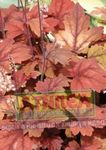 Декоративные Растения Гейхерелла декоративно-лиственные, Heucherella красный Фото, описание и выращивание, выращивание и характеристика
