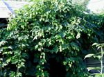 Dísznövény Komló leveles dísznövények, Humulus lupulus zöld fénykép, leírás és termesztés, növekvő és jellemzők