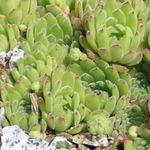 Dekoracyjne Rośliny Odmłodzony sukulenty, Sempervivum jasno-zielony zdjęcie, opis i uprawa, hodowla i charakterystyka
