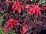 Декоративні Рослини Амарант Триколірний декоративно-листяні, Amaranthus-Tricolor бордовий Фото, опис і вирощування, зростаючий і характеристика