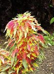 Joseph’s coat, Fountain plant, Summer Poinsettia, Tampala, Chinese Spinach, Vegetable Amaranth, Een Choy leafy ornamentals, Amaranthus-Tricolor multicolor Photo, description and cultivation, growing and characteristics
