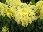 yellow Leafy Ornamentals Joseph’s coat, Fountain plant, Summer Poinsettia, Tampala, Chinese Spinach, Vegetable Amaranth, Een Choy characteristics and Photo