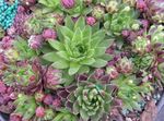 Ornamental Plants JovibarbaHouseleek, Hen-and-Chickens succulents multicolor Photo, description and cultivation, growing and characteristics