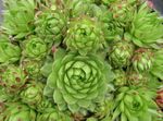 Ornamental Plants JovibarbaHouseleek, Hen-and-Chickens succulents light green Photo, description and cultivation, growing and characteristics