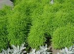 light green Leafy Ornamentals Kochia, Burning Bush, Summer Cypress, Mexican Fireweed, Belvedere characteristics and Photo