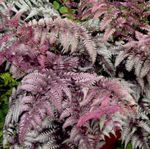 Sierplanten Dame Varen, Japanse Geschilderde Varens, Athyrium bordeaux, claret foto, beschrijving en teelt, groeiend en karakteristieken