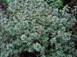 Le piante ornamentali Limone Timo ornamentali a foglia, Thymus-citriodorus variegato foto, descrizione e la lavorazione, la coltivazione e caratteristiche