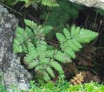 Prydplanter Kalksten Eg Bregne, Duftende Eg Bregne, Gymnocarpium grøn Foto, beskrivelse og dyrkning, voksende og egenskaber