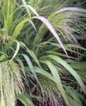 Dekorativní rostliny Láska Trávu obilí, Eragrostis světle-zelená fotografie, popis a kultivace, pěstování a charakteristiky