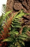 红 蕨类植物 男性蕨，蕨圆盾，秋天蕨 特点 和 照