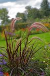 Ornamental Plants Millet cereals, Panicum burgundy,claret Photo, description and cultivation, growing and characteristics