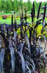 Ornamental Plants Millet cereals, Panicum purple Photo, description and cultivation, growing and characteristics