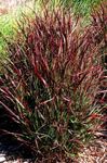 Dekoratīvie Augi Prosa graudaugi, Panicum bordo, bordo Foto, apraksts un audzēšana, augošs un raksturlielumi