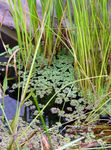  Mosquito Plant, Mosquito Fern, Azolla green Photo, description and cultivation, growing and characteristics