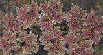  Mosquito Plant, Mosquito Fern, Azolla burgundy,claret Photo, description and cultivation, growing and characteristics