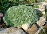 plandaí ornáideach Dwarf Mugwort ornamentals leafy, Artemisia silvery Photo, Cur síos agus saothrú, ag fás agus saintréithe