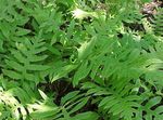 green  Netted Chain Fern characteristics and Photo