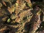Dekorativní rostliny Nový Zéland Mosazné Knoflíky dekorativní-listnaté, Cotula leptinella, Leptinella squalida hnědý fotografie, popis a kultivace, pěstování a charakteristiky