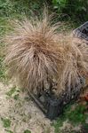 brown Cereals New Zealand Hair Sedge characteristics and Photo