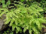 Ornamental Plants Northern Maidenhair Fern, Five-finger fern, Five-fingered Maidenhair, American Maidenhair, Adiantum light green Photo, description and cultivation, growing and characteristics