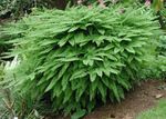 green  Northern Maidenhair Fern, Five-finger fern, Five-fingered Maidenhair, American Maidenhair characteristics and Photo