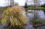 Dekorativní rostliny Severní Divoká Rýže- obilí, Zizania aquatica světle-zelená fotografie, popis a kultivace, pěstování a charakteristiky