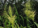 Dekorativní rostliny Severní Divoká Rýže- obilí, Zizania aquatica světle-zelená fotografie, popis a kultivace, pěstování a charakteristiky