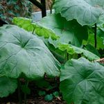 Dísznövény Parasollblad, Shieldleaf Roger Virág leveles dísznövények, Astilboides-tabularis zöld fénykép, leírás és termesztés, növekvő és jellemzők