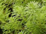  Papiga Pero, Parrotfeather Voda Stolisnik vodena, Myriophyllum zelena Foto, opis i uzgajanje, uzgoj i karakteristike