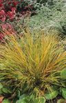 rot Getreide Fasanenschwanz Gras, Federgras, Neuseeland Wind Gras Merkmale und Foto