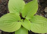 Dekorative Pflanzen Wegerich Lilie dekorative-laub, Hosta hell-grün Foto, Beschreibung und Anbau, wächst und Merkmale