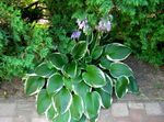 Dekorative Pflanzen Wegerich Lilie dekorative-laub, Hosta mannigfaltig Foto, Beschreibung und Anbau, wächst und Merkmale
