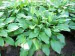 Dekorative Pflanzen Wegerich Lilie dekorative-laub, Hosta grün Foto, Beschreibung und Anbau, wächst und Merkmale