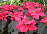 red Leafy Ornamentals Poinsettia, Noche Buena, , Christmas flower characteristics and Photo