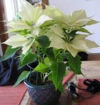 Dekoratīvie Augi Poinsettia, Noche Buena, , Ziemassvētku Puķe lapu dekoratīvie augi, Euphorbia pulcherrima balts Foto, apraksts un audzēšana, augošs un raksturlielumi